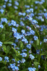 Delicate blue forget-me-nots bloom in a lush meadow, creating a sea of enchanting color with sunny...