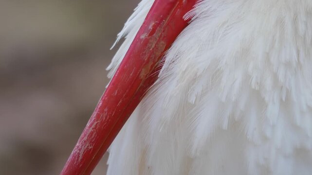Close up of an adult storks head standing and looking around ona cloudy autumn day