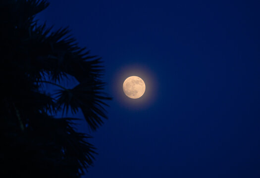 The moon rose over the Palmyra palm or wine palm, or ice apple (Borassus flabellifer) trees, the day before the lunar eclipse, and Corona is visible around the Waxing Gibbous Moon. Lunar corona, bat