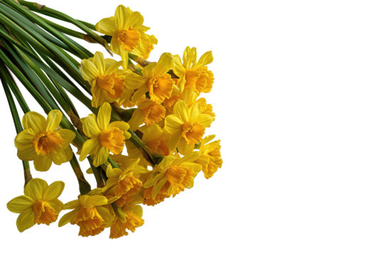 A cluster of yellow daffodils in bloom with long green stems, arranged in a soft semi-circle, isolated on transparent background.
