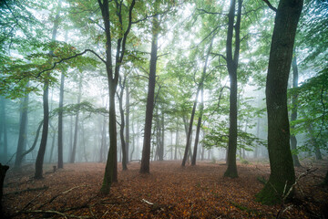 Herbstlicher Wanderweg in Edenkoben zur Rietburg mit Nebel, Lichtstimmung und knorrigen Bäumen an...