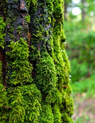 Close-up of moss-covered tree trunk