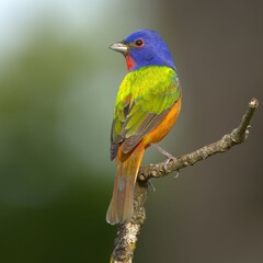 Painted Bunting Perched on Branch