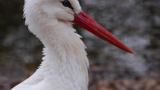 Close up of an adult storks head standing and looking around ona cloudy autumn day