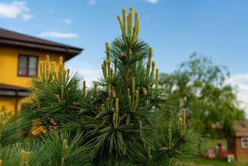 Fototapeta premium Evergreen pine in suburban backyard