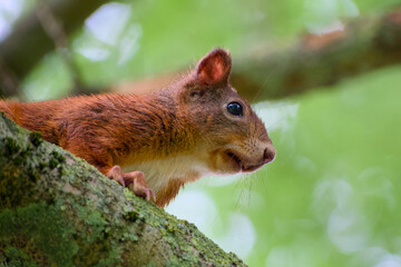 Fototapeta premium Close-up of a red squirrel peeking from a tree branch in natural habitat 