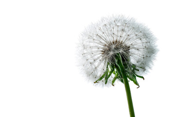 Close-up of a dandelion seed head (11)