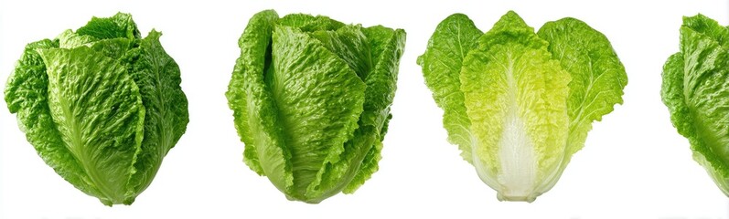 Obraz premium Fresh romaine lettuce heads, isolated on white