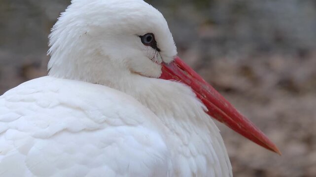 Close up of an adult storks head standing and looking around ona cloudy autumn day