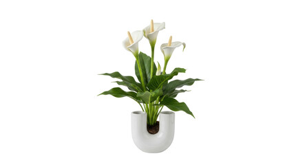 Isolated plant in a decorative pot with flowers. Three delicate white lilies with green leaves.