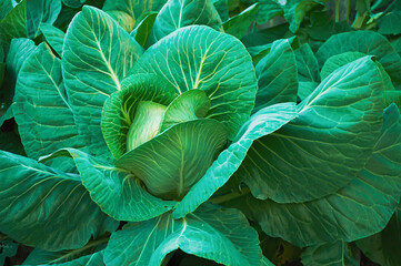 Fototapeta premium Fresh Green Cabbage in the Garden
