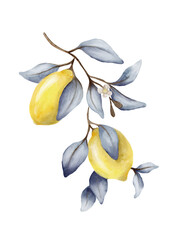 Fresh lemon branch watercolor design for textile and wrapping projects