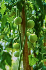 Unripe Green Tomatoes Growing on a Vine