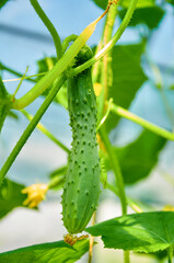 A Young Cucumber Growing on a Vine in a Greenhouse