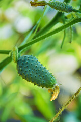 A Young Cucumber Growing on a Vine