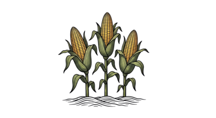 Isolated Three corn stalks with ears, growing on ground with waves artistic vector drawing