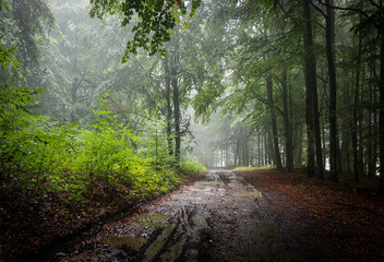 A foggy woodland path in the Bükk Mountains, Hungary, after rain. The wet ground and lush green foliage create a mysterious and tranquil forest atmosphere.