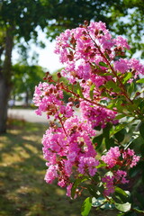 Vibrant pink crape myrtle blossoms in full summer bloom, close-up of clustered petals and green leaves with sunny bokeh background, cheerful floral nature scene
