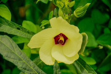 Pale Yellow Okra Flower Close-Up, The blossom flower of okra plant.