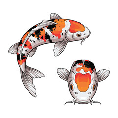 Koi Fish Fullbody and Face Illustration for Decorative Illustration