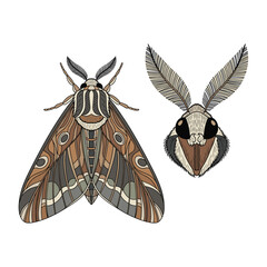Moth Fullbody and Head Illustration Isolated on White