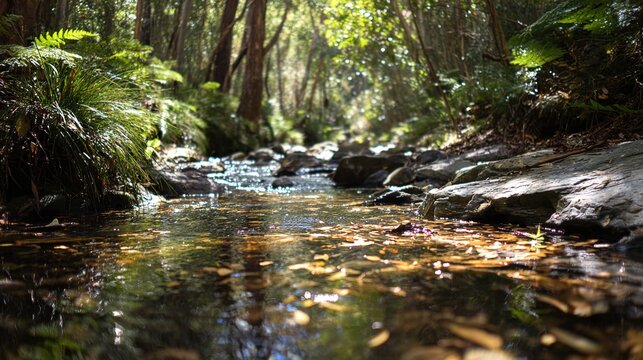 stream. Sunlit forest stream with dappled light reflecting off crystal clear water over rocks. travel magazines, destination branding, designed for travel destination branding, used by researchers.