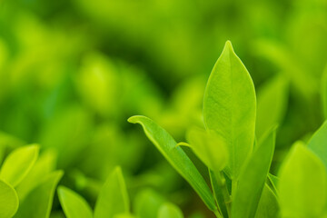Close-up macro of green tea leaves,Green tea tree fresh leaves in eco herbal farm. Tree tea plantations in morning sun light. Freshness herbal natural garden farmland.