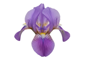 A vibrant, detailed close-up of a purple iris flower, showcasing its intricate patterns and delicate petals against a striking black backdrop.