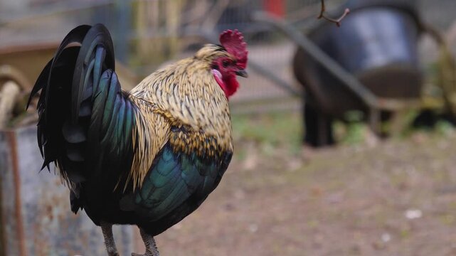 Close up of a grey rooster standing in a backyard crowing and looking around on a cloudy spring day