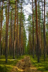 Naklejka premium Forest Path Through Tall Pine Trees