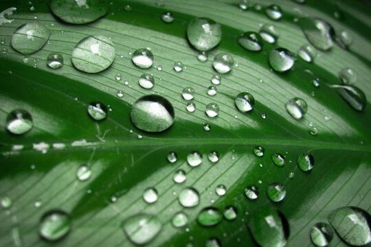 close-up of fresh water droplets resting on a vibrant green leaf