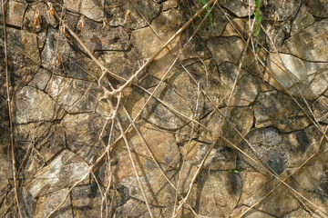 Background texture of stone wall and tree roots. Ecology and environmental concept. For graphic design and banners