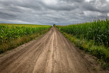 A sandy path with corn fields on both sides on a cloudy day in the beautiful farming landscape of the Netherlands, province of Overijssel