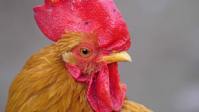 Close up of red rooster head looking around on a cloudy autumn day
