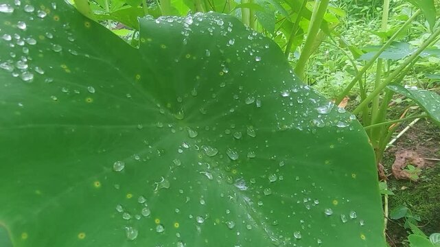 Close-up video of taro leaves in nature as raindrops fall on the surface, creating fresh and natural atmosphere.