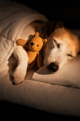 Adorable sleeping old dog face closed eyes in white bed covered under blanket. dark room cozy calm atmosphere. black background warm light. pet hugging bear toy. Good night sweet dreams. 