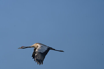 Ein Kranich im Flug von der Seite vor blauen Himmel.