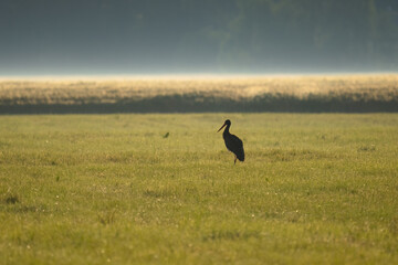 Ein Schwarzstorch auf einer Wieser in der Goldenen Stunde am Morgen mit leichten Nebel.