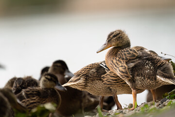 Im Vordergrund ist eine junge Stockente mit braunem, gemusterten Gefieder zu sehen, die ihren Kopf nach oben neigt und der hintergund ist unscharf