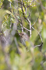 Female Reed Bunting (Emberiza schoeniclus) in reedbeds and wetlands