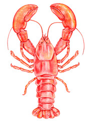 Watercolor illustration of a red lobster with detailed claws. Isolated element on transparent background. Perfect for seafood menus, culinary packaging, kitchen prints, coastal decor.