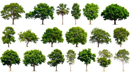 Collection of Eighteen Lush Green Trees Isolated on White Background
