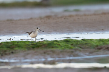 Common greenshank (Tringa nebularia), Norfolk Coast, UK