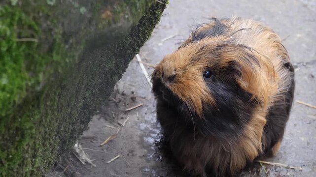 Close up head of a guinea pig sitting on the ground 