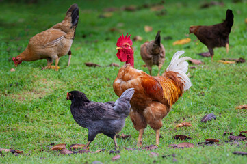 A vibrant farmyard scene featuring a naked neck rooster standing prominently among a group of hens.