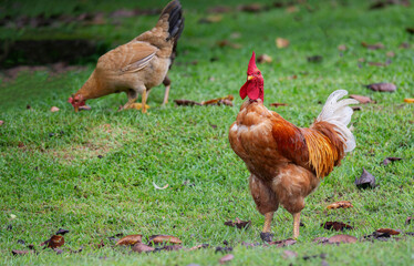 A naked neck rooster with a bright red comb and wattles stands proudly on a grassy field.