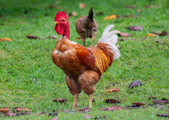 A naked neck rooster with a vivid red comb and wattles stands alert on green grass.