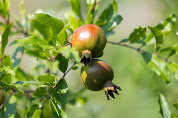 Unripe pomegranates growing on a branch amidst vivid green leaves