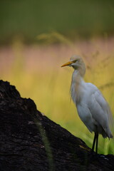 Cattle Egret, a medium-sized white heron, standing gracefully with its distinctive yellow bill. Its posture and serene background suggest a moment of quiet observation in its natural habitat.