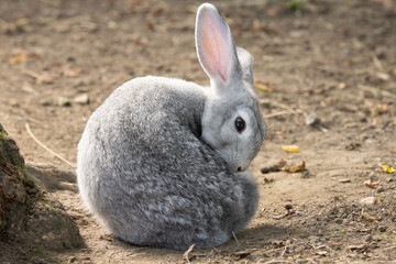 Chinchilla Rabbit Grooming, Oryctolagus cuniculus domesticus.